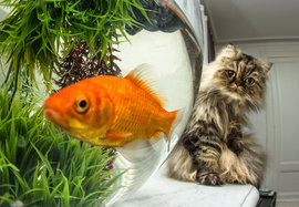 кошка, рыбка