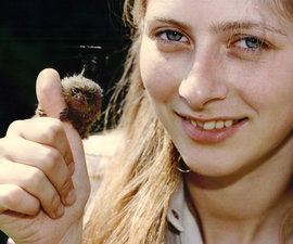 карликовые игрунки