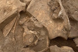 Ученые нашли следы секса давностью в 540 миллионов лет