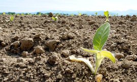 Банкиры обрекают страну на голод