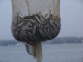 Совещание по вопросам развития товарной аквакультуре провели в Росрыболовстве