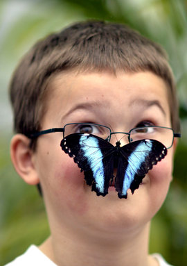 мальчик, бабочка
