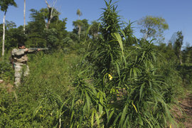 Антинаркотический спецназ, Парагвай, военные, марихуана