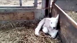 В Уэльсе родился...пятиногий ягнёнок. ВИДЕО