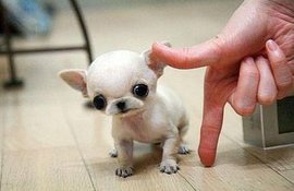 #рейтинг #собачек