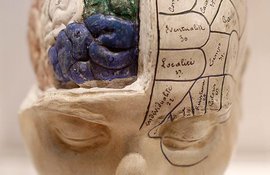 мозг, память