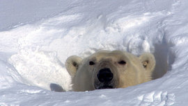 полярный медведь