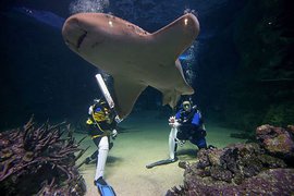 "Москвариум" начинает работу на ВДНХ