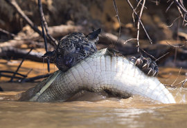 ягуар, крокодил