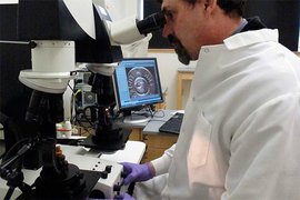 Российские ученые утверждают, что предки человека имели щупальца