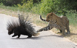 ягуар, дикобраз