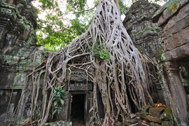 Древний Ангкор-Ват вырос в одночасье