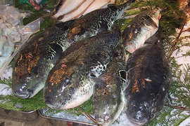 иглобрюх, фугу, рыба