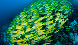 Краски подводного царства