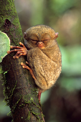 Западный долгопят