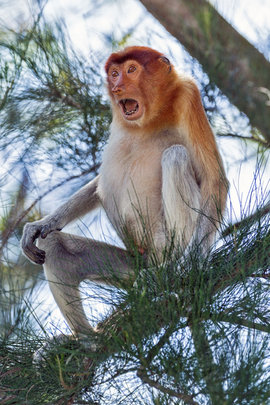 обезьяна, носач, кахау