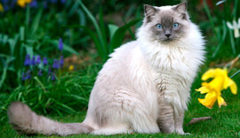 Кошки: откуда в их глазах такие тайны?