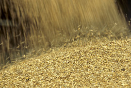 "В этом году наше зерно потечет в Китай"