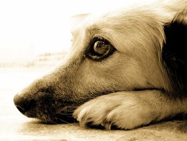 Догхантерам приготовили страшное будущее - теперь их ждет зона