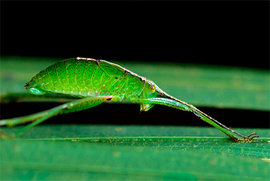 природа, камуфляж