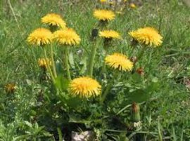 сорняк, травы, лекарственная, болезнях желудка, растений, полевой, ядовитым растениям грядках