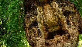 И у деревьев есть… лица 