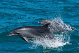 Боевые дельфины РФ бороздят просторы океана?