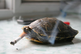 черепаха, сигарета