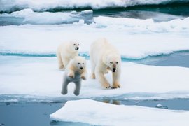 Арктика - русская. Крест - свидетель