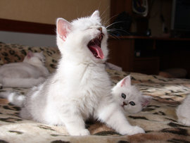 частая зевота, причине зевота, постоянная зевота, приступы зевоты