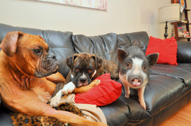 свинья, собака