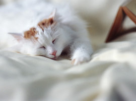 нимфомания, бешенство матки, нимфоман, нимфоманка, нимфа, нимфетка, дневники нимфомании, нимфомания фото