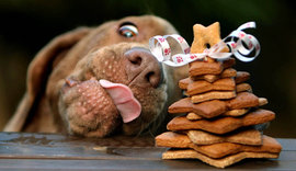 собака, печенье