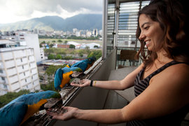 попугаи, ара, Венесуэлыа