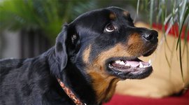 Американские полицейские вымещают свою злобу на собаках: в Паско убит охранявший частный дом ротвейлер