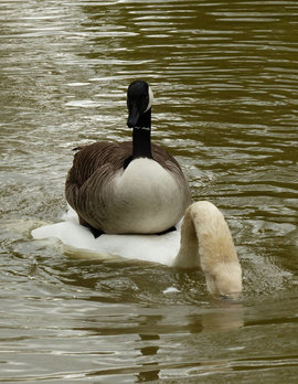 Лебедь, утка