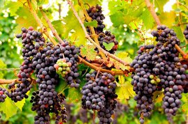 антиоксидант