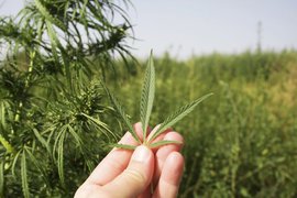 В Оренбуржье случайно обнаружили огромное конопляное поле