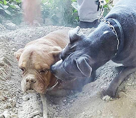 Француз спас заживо похороненную собаку