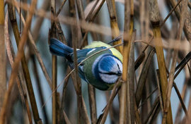 птица, синица