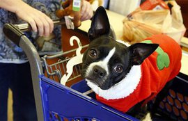 Издание Alternet составило десять самых диких экспериментов, проводившихся на животных