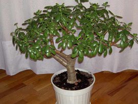 восточное учение,  фэн шуй, денежное дерево, монетное дерево, толстянка