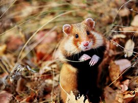 Барнаульские садоводы жалуются на нашествие...хомяков