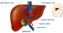 печень, здоровье, профилактика, цирроз, лечение, способ, заболевание, поражение, лекарство, отзыв, гепатит, хронические