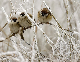 зима, природа, воробьи