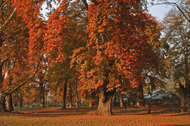 дерево, Индия, осень