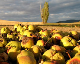 Польша не продала яблок на 500 миллионов долларов