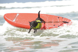 Собаки, серфинг