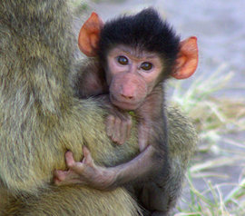 Загадочное звено между обезьяной и человеком