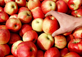 В России могут запретить поставки винограда и яблок с Украины